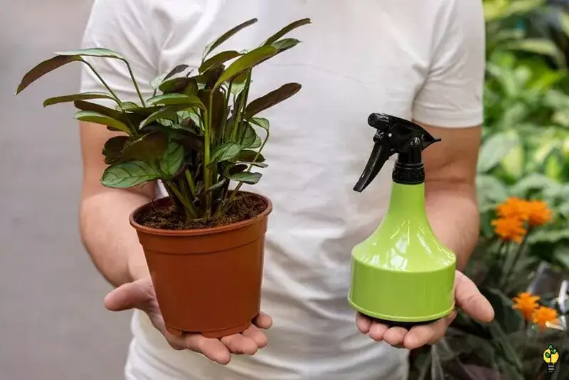 کود مایع برای گیاهان آپارتمانی