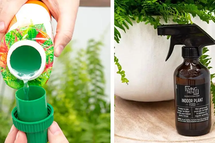 روش استفاده از کود مایع برای گل‌های آپارتمانی