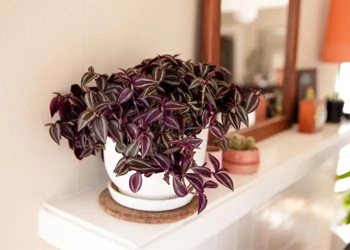 20 نوع گل آپارتمانی معروف و محبوب 12 برگ بیدی