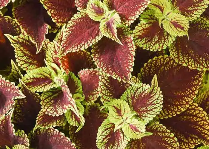 20 نوع گل آپارتمانی معروف و محبوب 8 حسن یوسف