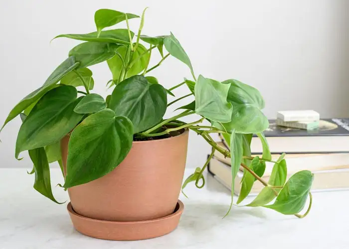 20 نوع گل آپارتمانی معروف و محبوب 16 فیلودندرون