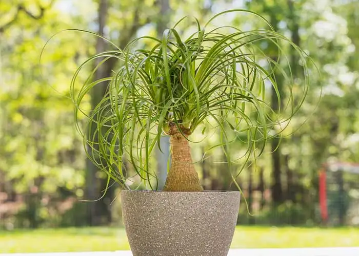 20 نوع گل آپارتمانی معروف و محبوب 14 لیندا یا درختچه پافیلی