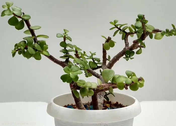 20 نوع گل آپارتمانی معروف و محبوب 6 کراسولا خرفه ای یا گیاه یشم