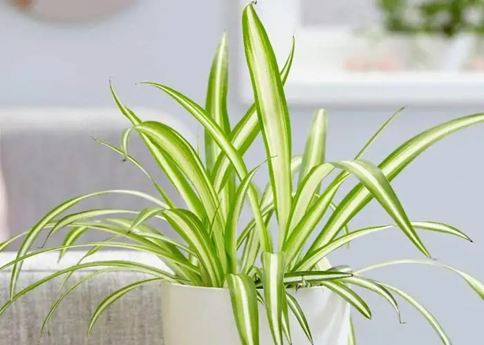 بهترین گیاهان آپارتمانی برای قرار گرفتن در آشپزخانه 6 گل گندمی