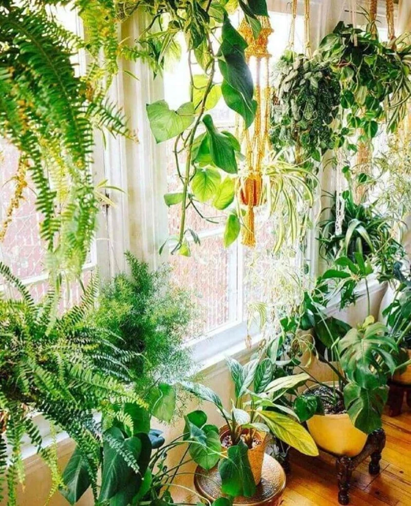 گیاهان آپارتمانی نیازمند نور زیاد و مستقیم