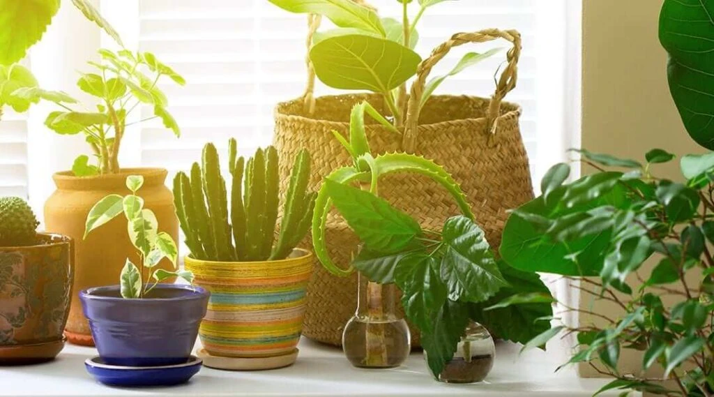 بهترین گیاهان آپارتمانی نیازمند نور زیاد و مستقیم
