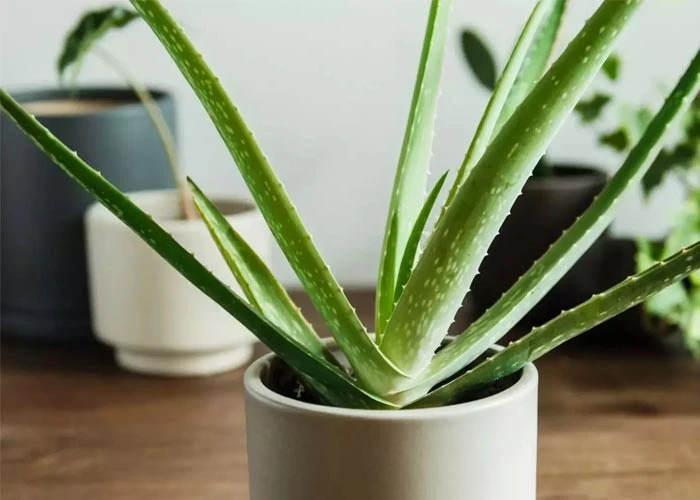 آلوئه ورا (Aloe vera)