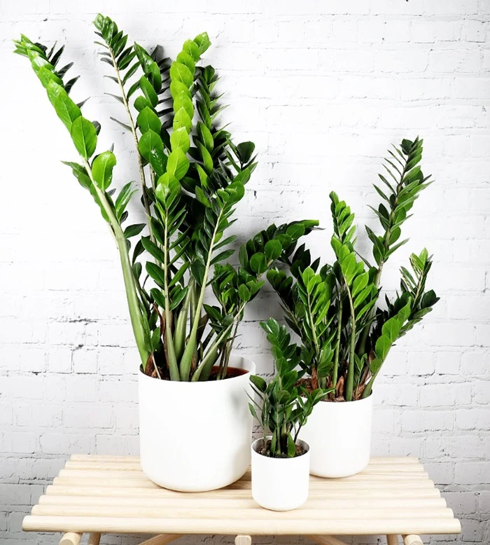 زاموفیلیا (Zamioculcas)