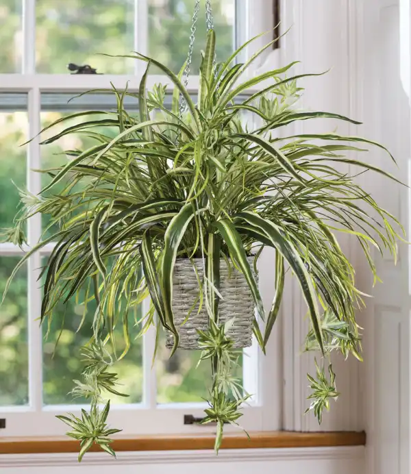 گیاه آویز عنکبوتی