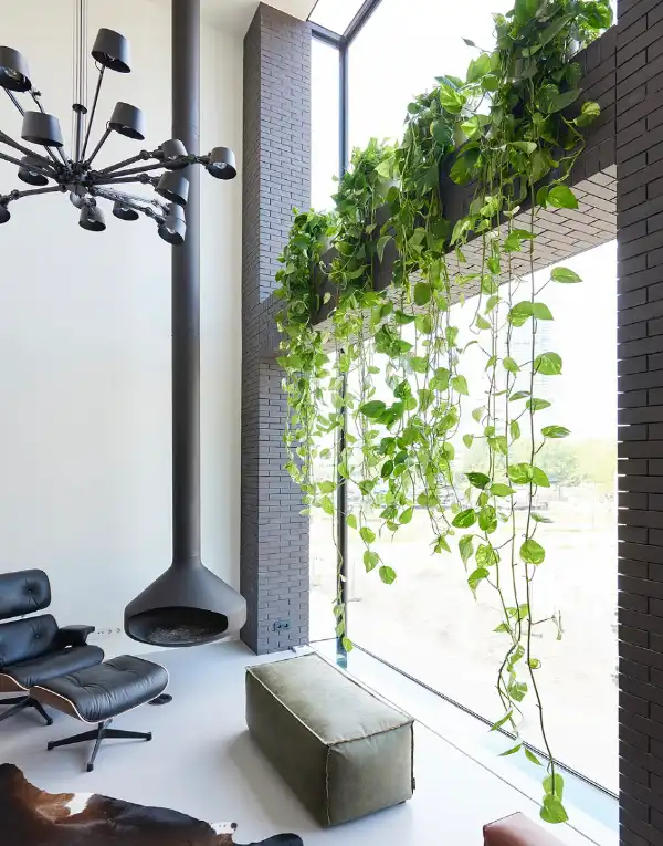 گیاه آویز پتوس