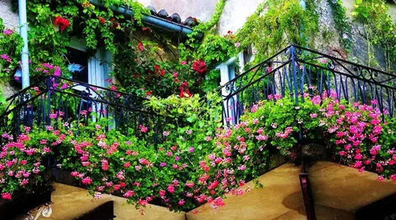 گیاهان رونده برای تراس و بالکن
