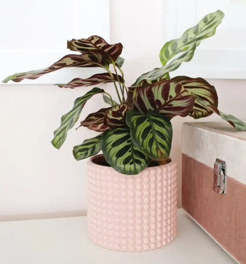 گل کالاتیا (Calathea plant)