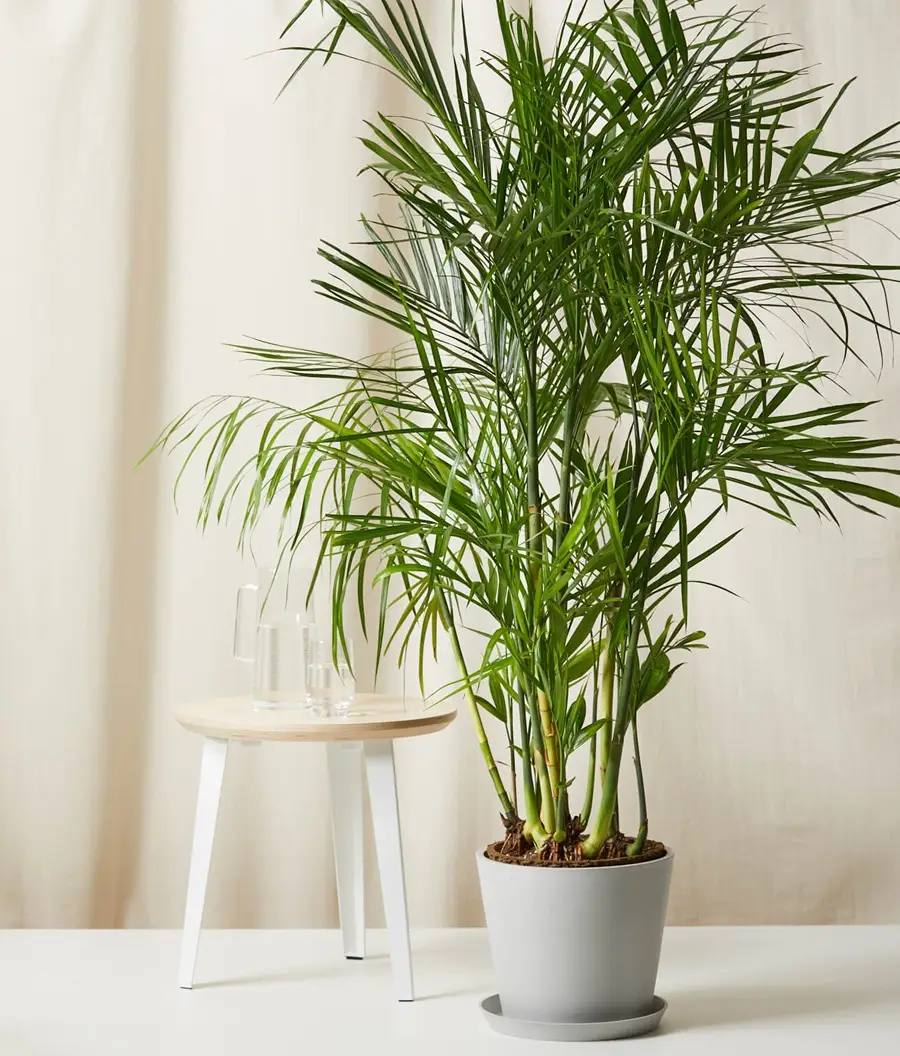 بهترین گیاهان آپارتمانی تصفیه کننده هوا 5 بامبو