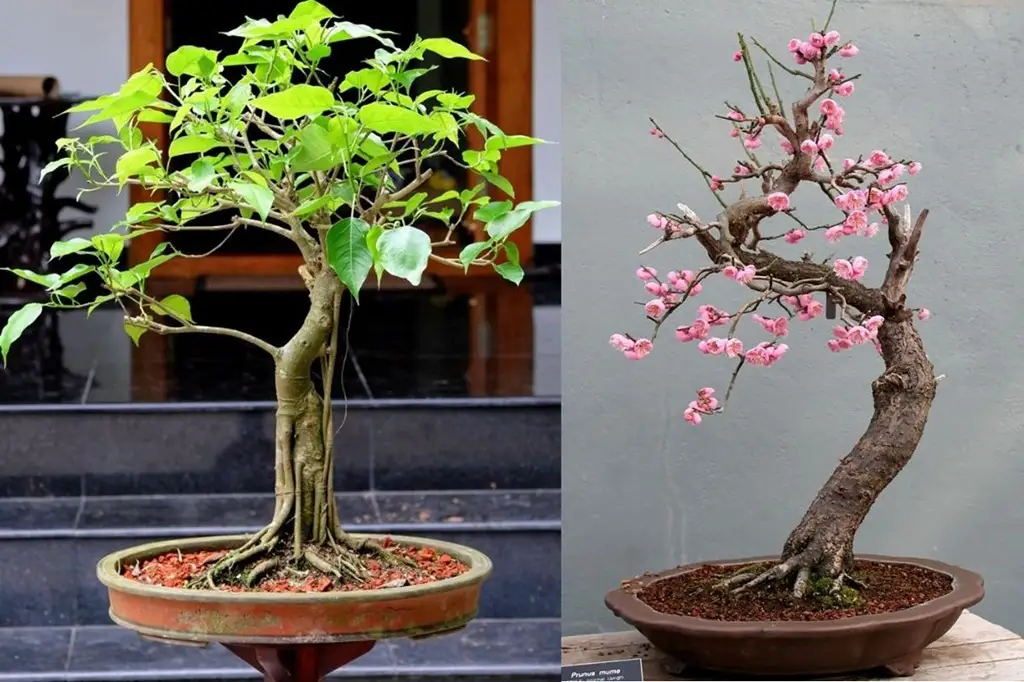 بونسای - گیاهان آپارتمانی کم دردسر