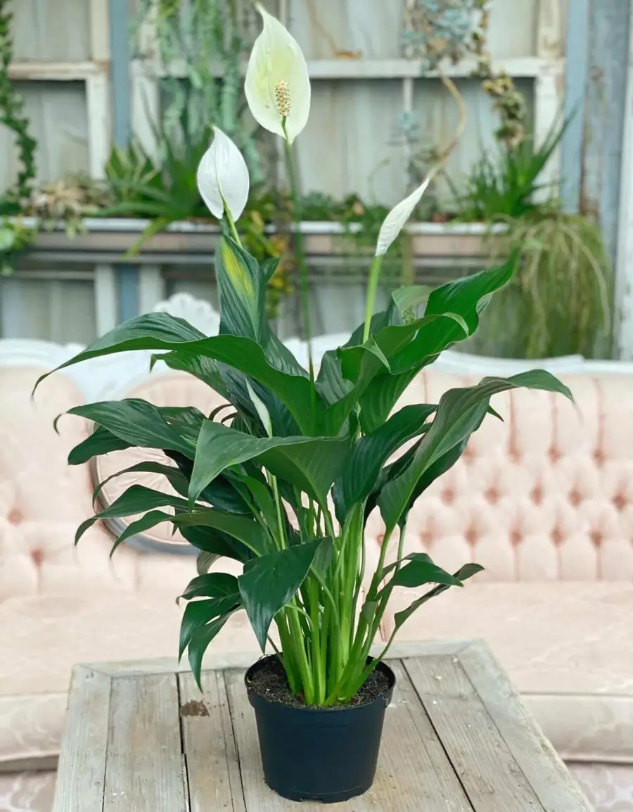 بهترین گیاهان آپارتمانی تصفیه کننده هوا 4 عَلَف دائمی چتری