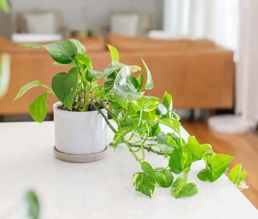 بهترین گیاهان آپارتمانی تصفیه کننده هوا 3 پوتوس