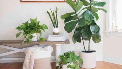 بهترین گیاهان آپارتمانی تصفیه کننده هوا 55 بهترین گیاهان آپارتمانی تصفیه کننده هوا