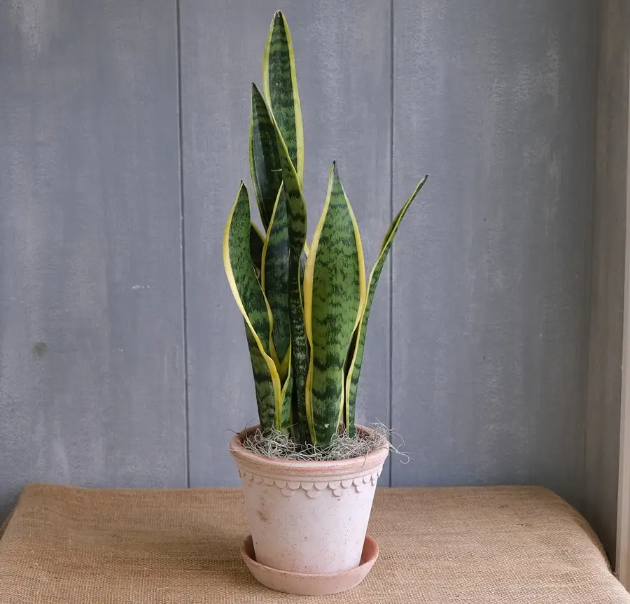 بهترین گیاهان آپارتمانی تصفیه کننده هوا 2 سانسویریر