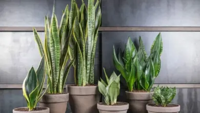 گیاهان آپارتمانی کم دردسر: انتخابی برای زیبایی خانه شما 50 گیاهان آپارتمانی کم دردسر: انتخابی برای زیبایی خانه شما