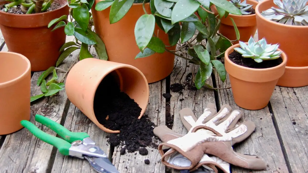 بهترین روش برای تعویض گلدان