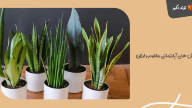 گل های آپارتمانی مقاوم و ارزان (مقاوم به آب و نور کم) 40 گل های آپارتمانی مقاوم و ارزان (مقاوم به آب و نور کم)