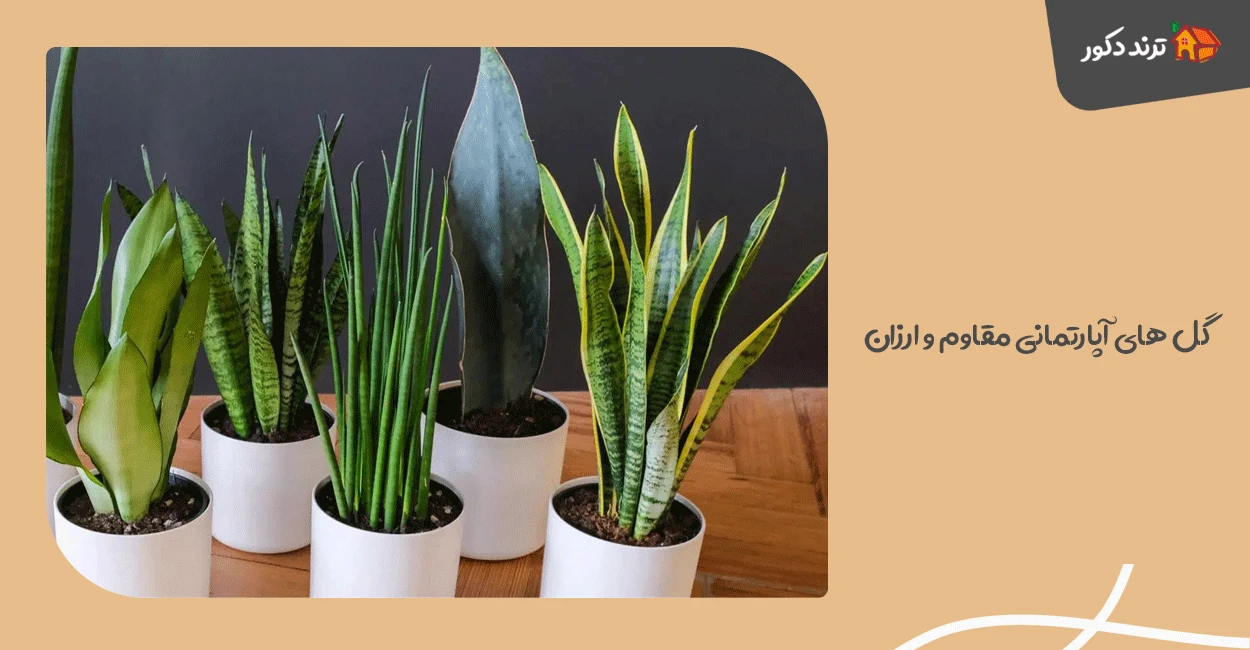 گل‌ های آپارتمانی مقاوم و ارزان (مقاوم به آب و نور کم)