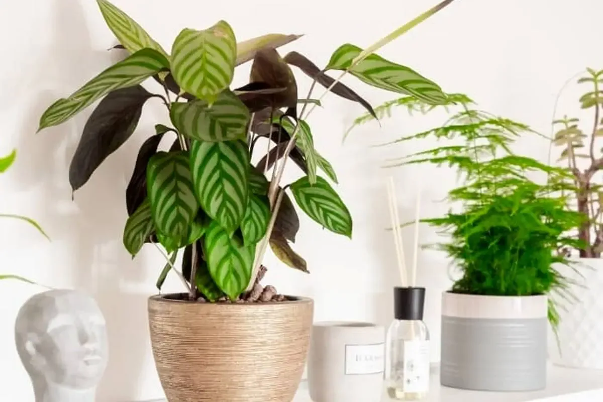 گیاه کالاتیا