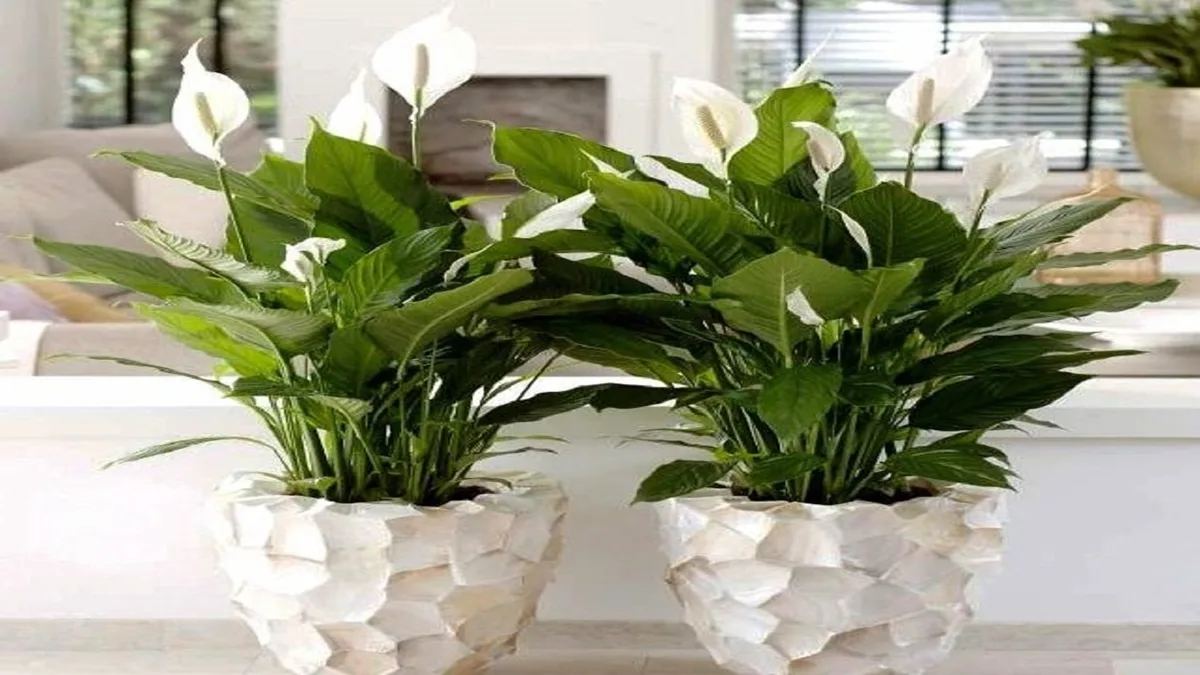 گیاه اسپاتی فیلوم