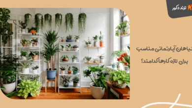 گیاهان آپارتمانی مناسب برای تازه کارها کدامند؟ 34 گیاهان آپارتمانی مناسب برای تازه کارها کدامند؟