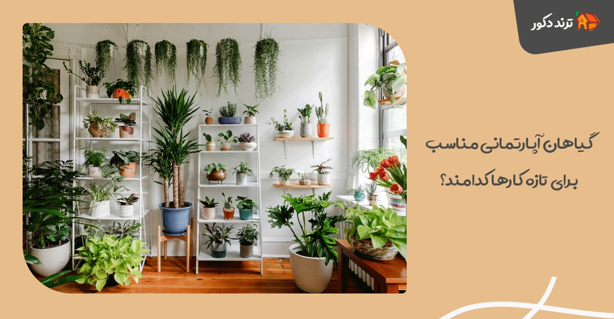 گیاهان آپارتمانی مناسب برای تازه کارها کدامند؟