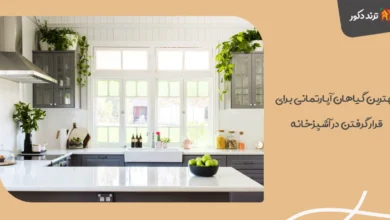 houseplants for the kitchen