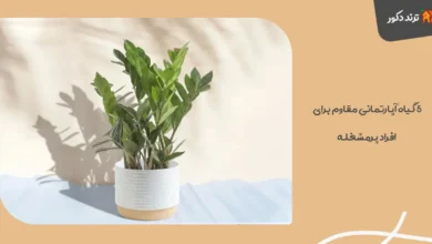 ۵ گیاه آپارتمانی مقاوم برای افراد پرمشغله؛ بله، شما هم می توانید! 4 ۵ گیاه آپارتمانی مقاوم برای افراد پرمشغله؛ بله، شما هم می توانید!