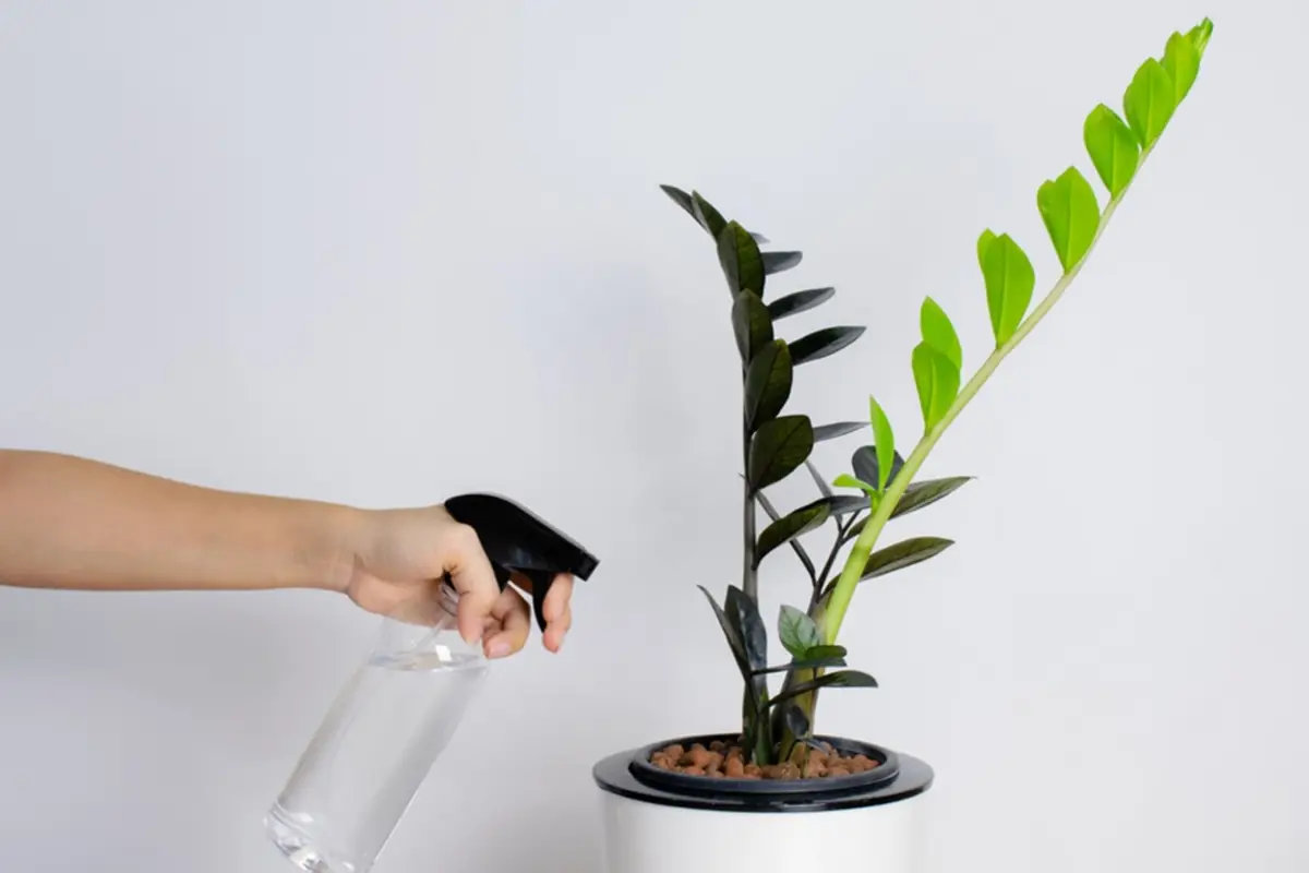 زامیفولیا: همیشه آماده و همیشه سبز